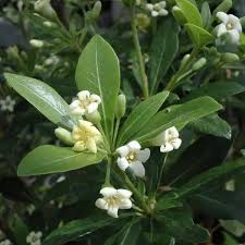 Αγγελική Μικρόφυλλη (Pittosporum heterophyllum) - 2 lt
